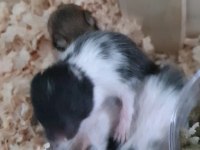 Sevimli Hamsterlarımıza Yuva Arıyoruz