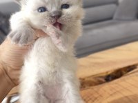 Efsane yavrular british longhair