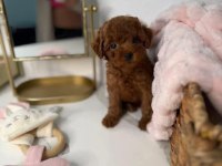 TOY POODLE KÖPEKLERİ