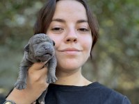 TÜM TÜRKİYEYE ORJINAL CANE CORSO ITALIANO YAVRULARI