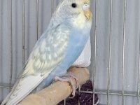 Muhabbet kuşu takım
