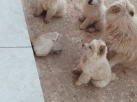 Chow chow