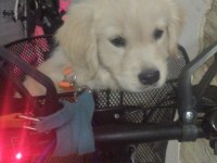 Dişi Yavru Golden Retriever