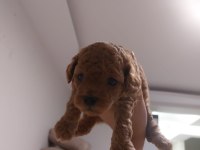 Orjinal toy poodle yavruları