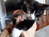 İki adet 3 aylık dişi kedi yavrusu