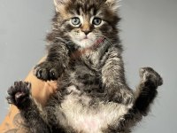 POLYDACTYL MAİNE COON YAVRULAR