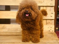 Kore poodle erkek çocuk