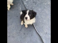 Yavru border collie