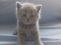 British shorthair / longhair ve scottish fold sahiplendirme