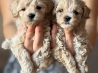 EFSANE MALTİPOO YAVRULARI