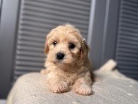 Bebek surat Maltipoo yavrularım