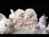 Pomeranian Boo Teddy Bear Ayı Surat Yavrularımız