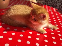 SAFKAN BRİTİSH SHORTHAİR GOLDEN ERKEK YAVRU