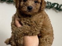 Toy Poodle Kore Kan Minikler