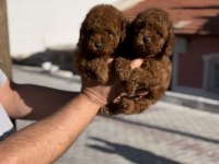 Minik poodle bebekler yeni yuvalarına gitmeye hazır