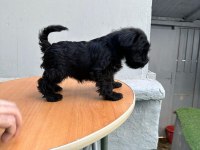 mükemmel kalite yavrular schnauzer
