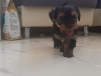11 Haziran doğumlu anne yanından Yorki kızımız