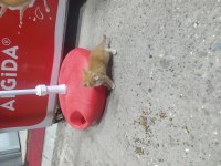 Kedi üç aylık