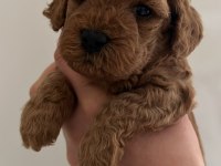 Kıvır Kıvır Orjinal Poodle Minişlerim