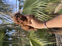 Irk Ve Sağlık Garantili Poodle bebekler