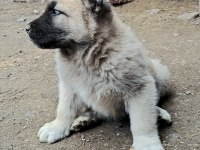 ORJİNAL İSTEYENE DEĞERLİ KANGAL