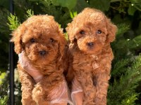 Orijinal alerji yapmayan bebek yavru toy poodle