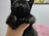 Anne Ragdoll Baba British Shorthair