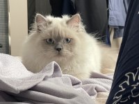 British longhair sevimli kedimiz