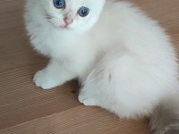 Safkan British Shorthair