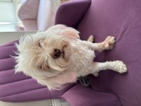 Köpeğimize Yuva Arıyoruz