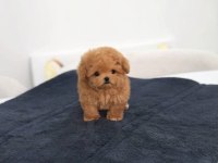 EŞSİZ GÜZELLİKTE MALTİPOO YAVRUSU 