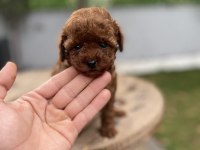 Mini Cep Boy Poodle Yavrularımız