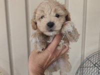 3 erkek kardeş maltipoo