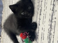 Sahibinden bombay cinsi kedi