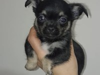 Cep boy chihuahua