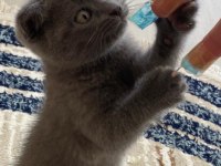 27 Temmuz doğumlu gri scottish fold yavrular