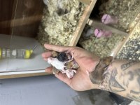 Yavru suriye hamster