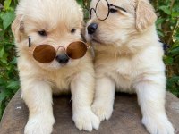 Golden Retriever Puppies