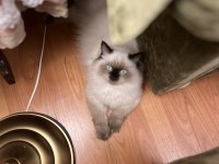 Kedimiz Toprak Ragdoll