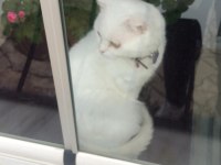 Ücretsiz scottish fold 2 yaşında kısır değil