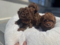 Yasal ruhsatlı çiftlikten toy poodle yavrularımız