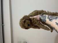 Dişi orijinal toy poodle kardeşler