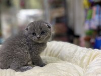Üst kalite scottish fold bebeklerimiz
