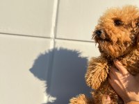 Kıvırcık tüy yumağı toy poodle oğlumuz