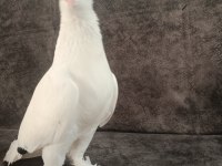Erzurum beyazı oyun güvercini
