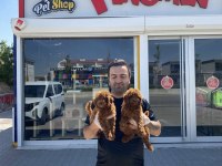 MALTESE YAVRULAR MALTİPO YAVRULAR TOY POODLE YAVRULAR