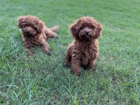 ORJİNAL ERKEK KOREA POODLE YAVRULARIMIZ