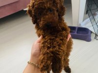 Kore toy poodle