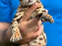Üst Kaliteli Bengal Erkek