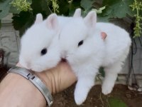 Netherland Dwarf Cüce Tavşanlar